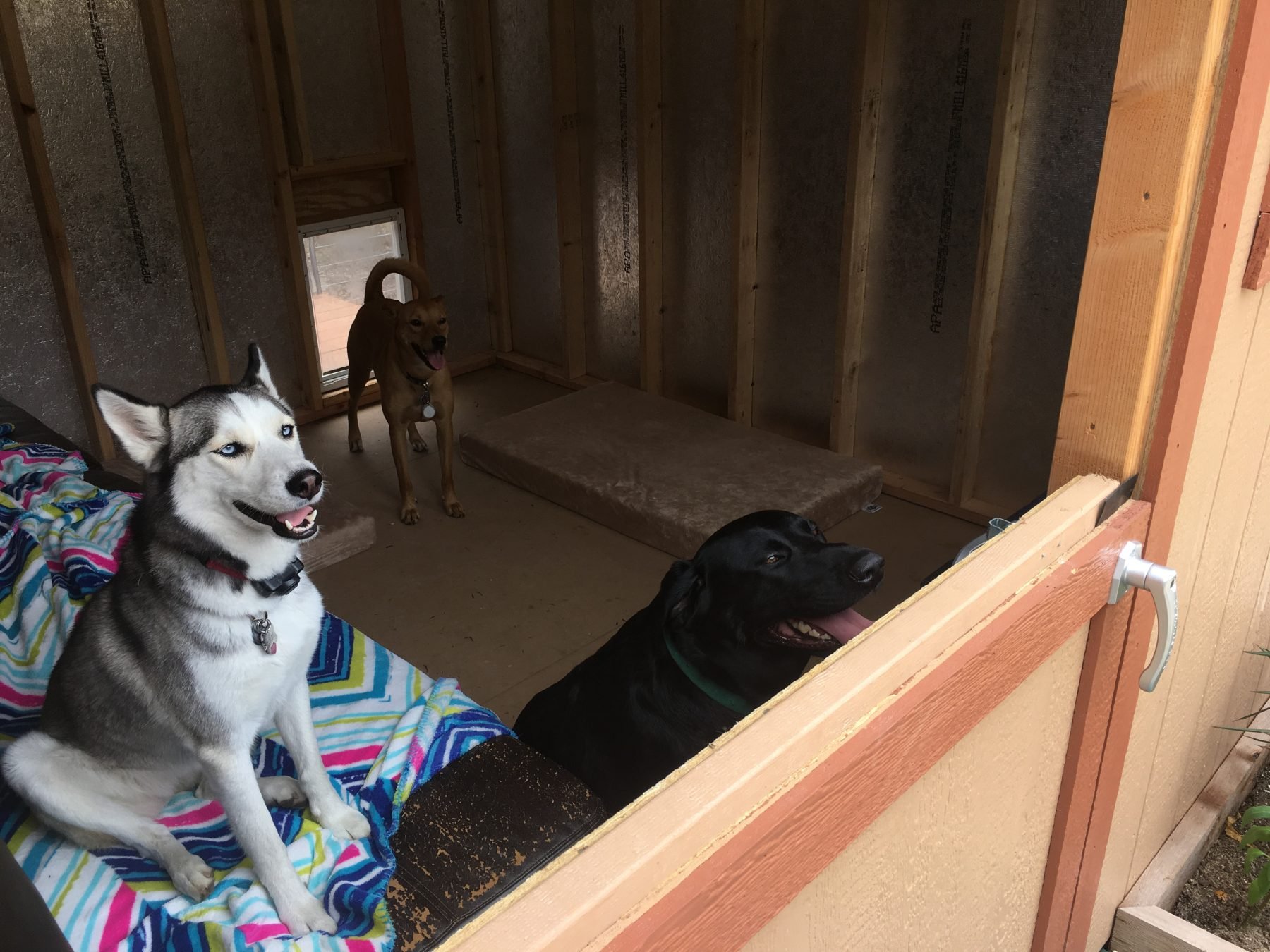 tuff shed dog house