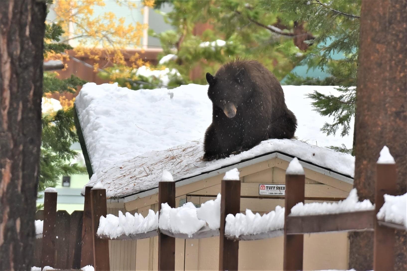 A hungry bear enjoys a snack while sitting on a Tuff Shed Premier Ranch.